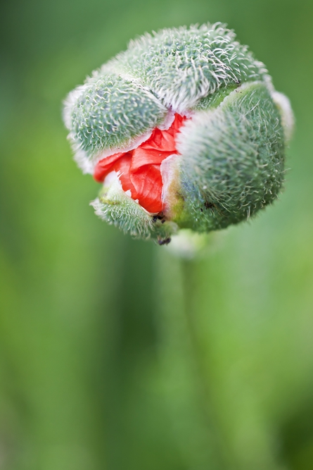 Alle Knospen springen auf...