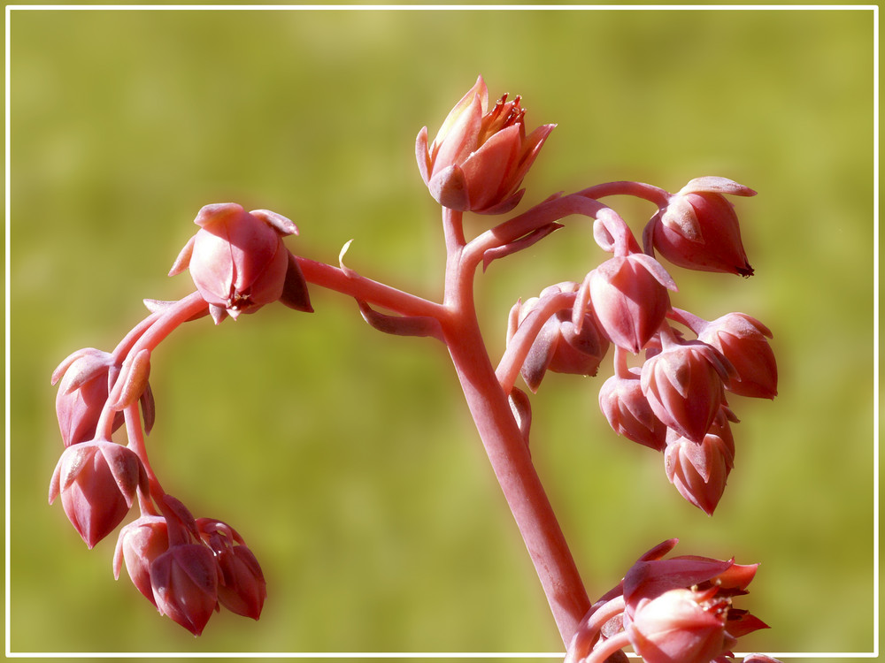 Alle Knospen springen auf