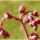 Alle Knospen springen auf