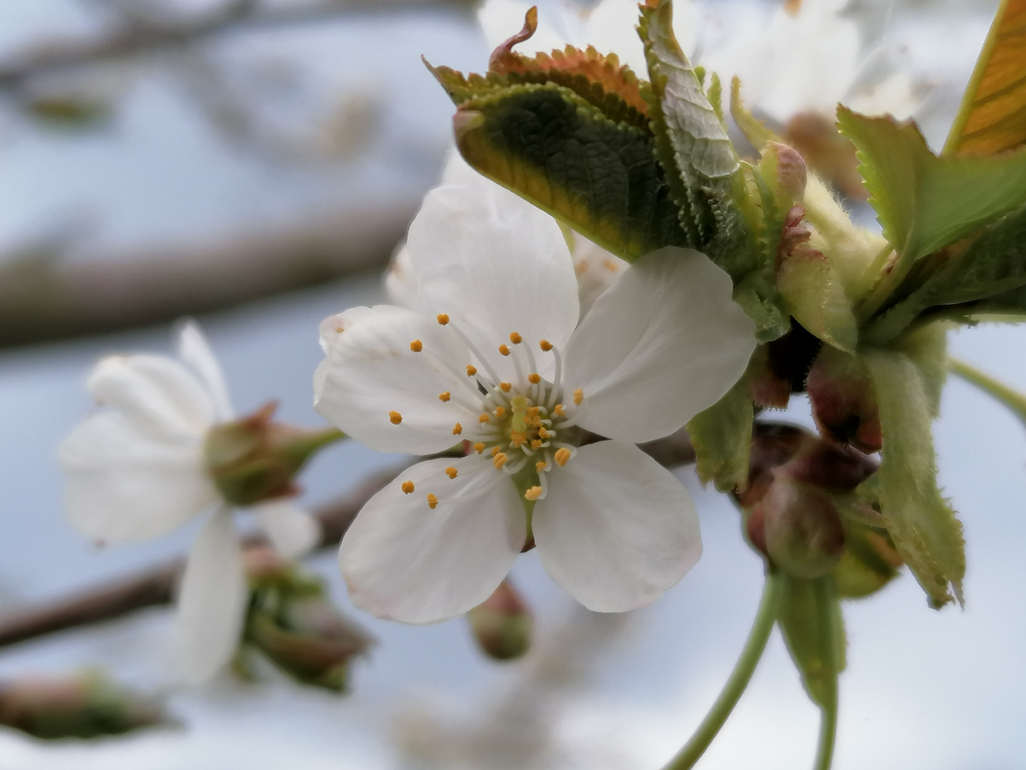 Alle Knospen springen auf... 