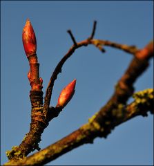 Alle Knospen warten auf das Signal