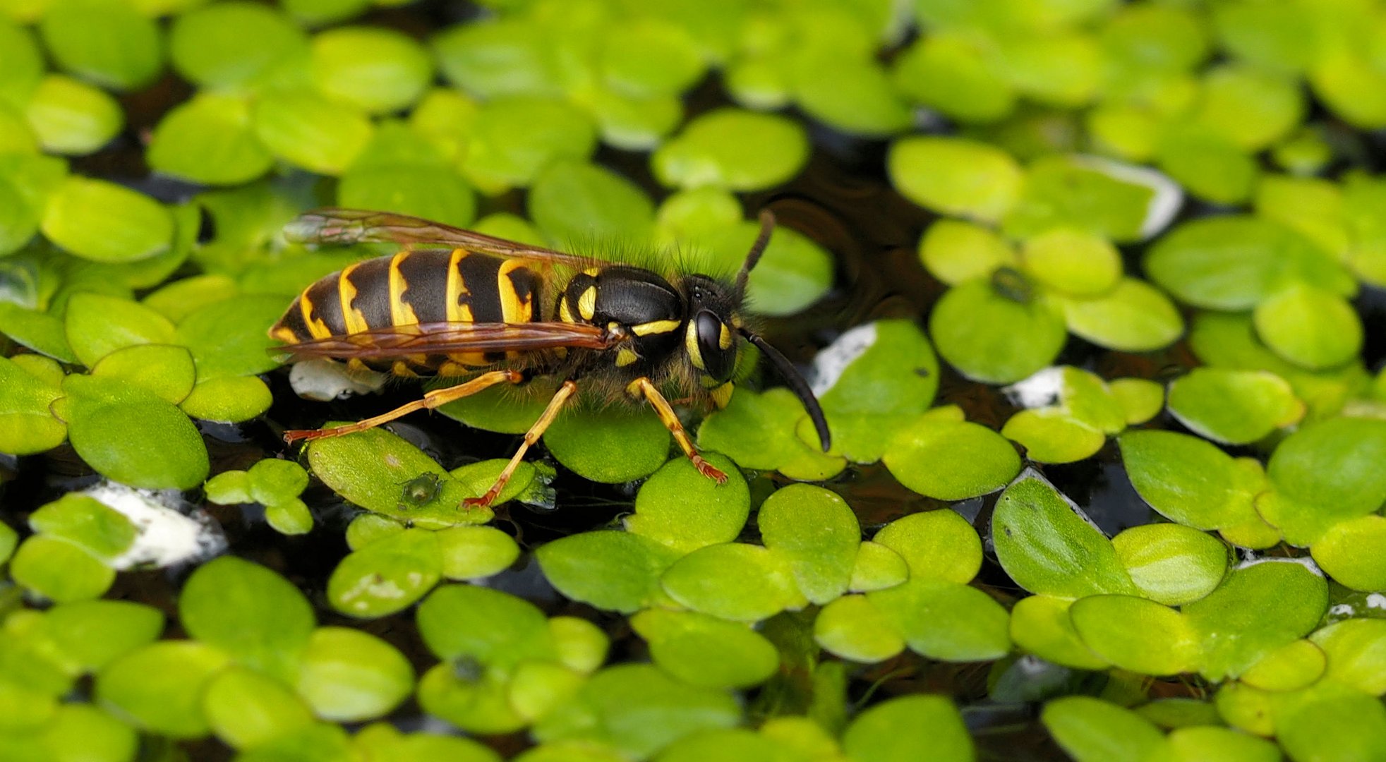 Alle kommen am Teich trinken Foto & Bild fotos, makro, natur