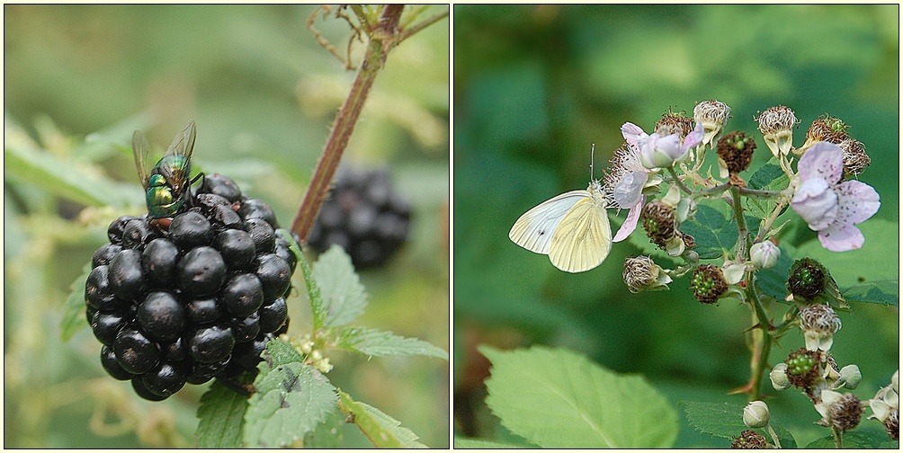 alle lieben Brombeeren -