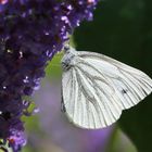 Alle lieben Sommerflieder