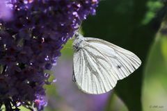 Alle lieben Sommerflieder