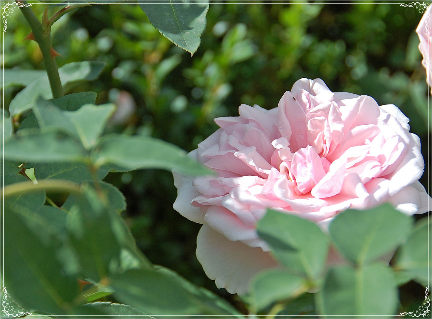 "alle" machen mittwochs Rosen oder Sonnenblumen ...