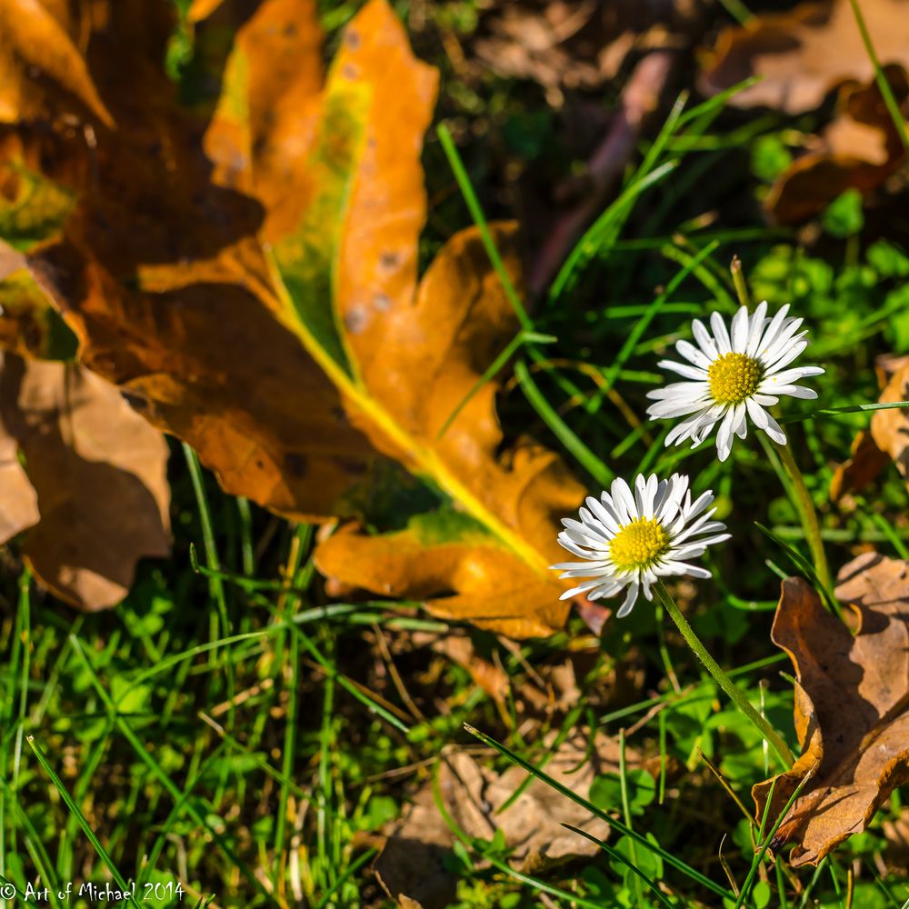 Alle Macht den Blumen