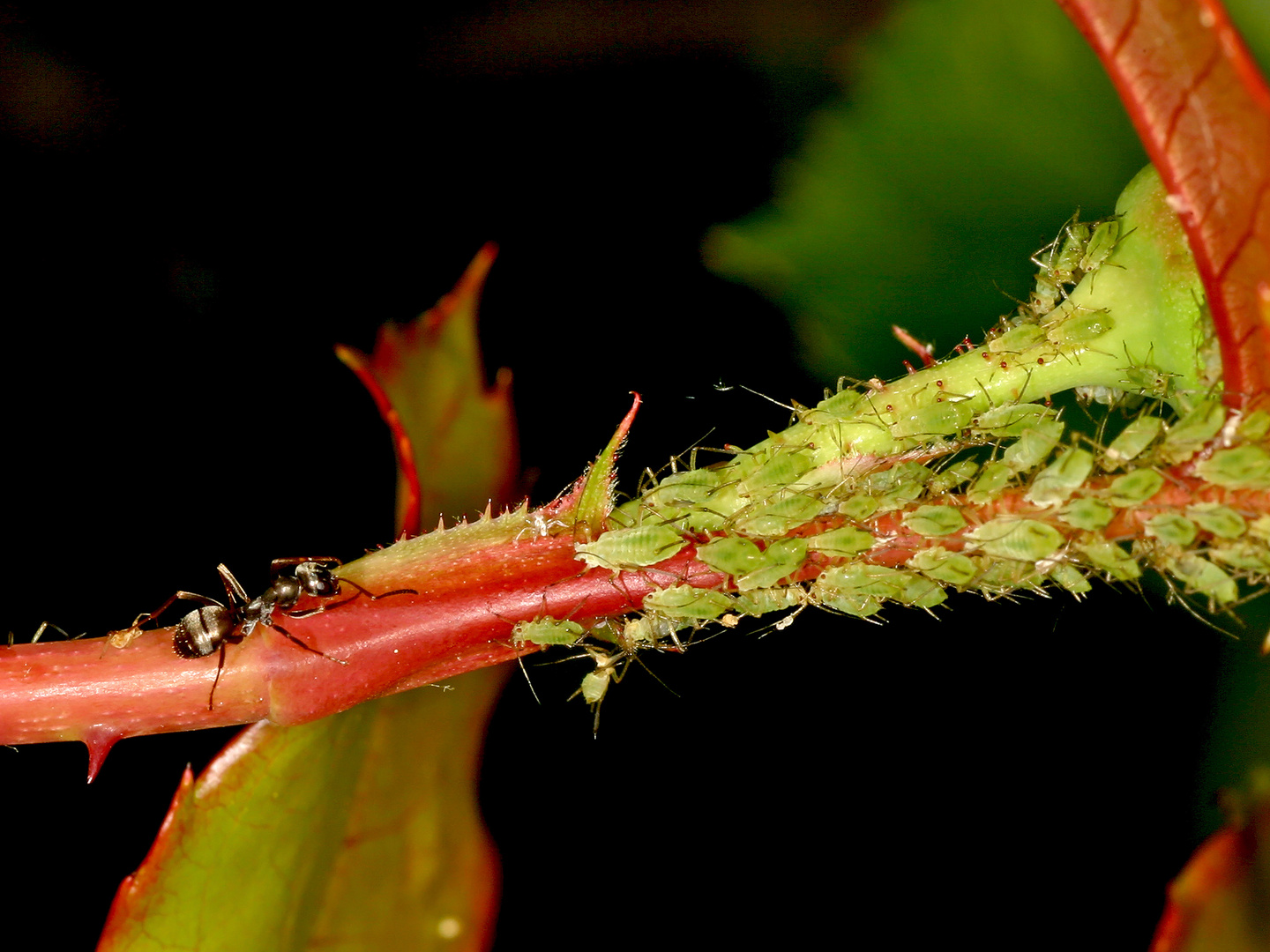 Alle mal herhöhren - listen everyone! Ant briefing the aphids.....