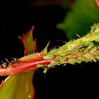 Alle mal herhöhren - listen everyone! Ant briefing the aphids.....