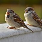 Alle mal herhören: "ich bin dann mal 'ne Weile ausgeflogen"