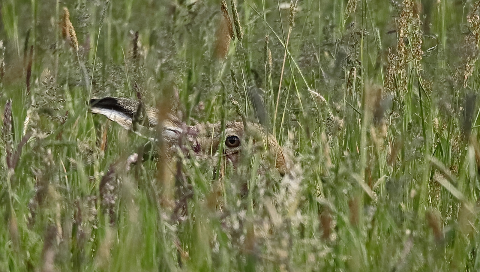 Alle Mann in Deckung-Feldhase (Lepus europaeus)