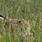 Alle Mann in Deckung-Feldhase (Lepus europaeus)