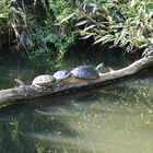 alle mann raustreten zum Sonnetanken