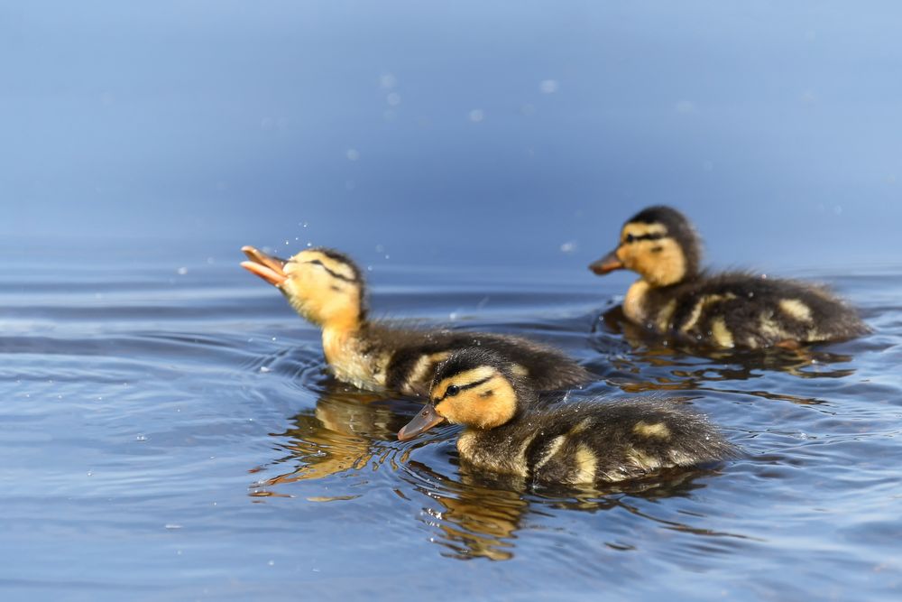 Alle mein Entchen... Foto &amp; Bild | natur, tiere, enten Bilder auf ...
