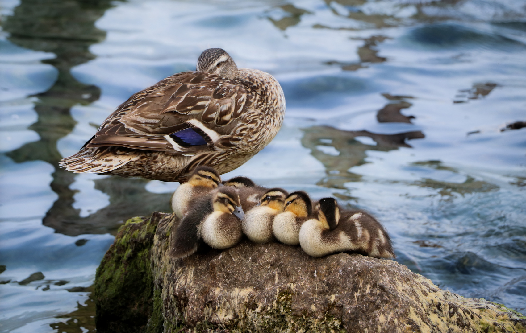 Alle meine… Foto & Bild tiere, wildlife, tierkinder Bilder auf