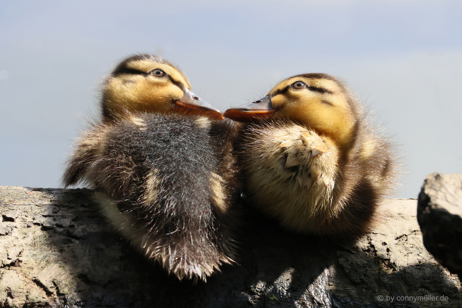 Enten Entchen - Rezepte Suchen