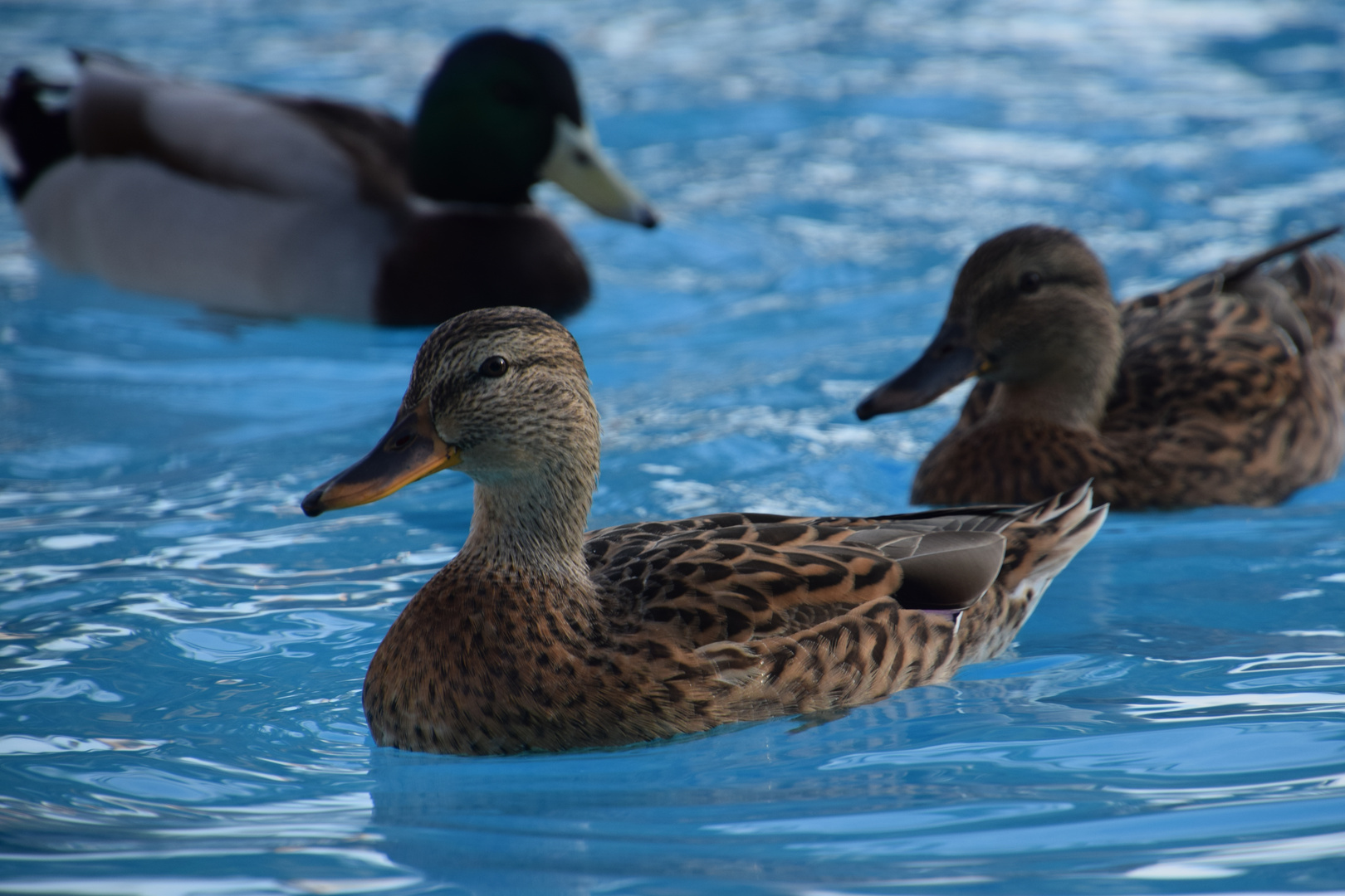 Alle meine Entchen - schwimmen auf dem Pool .......