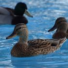 Alle meine Entchen - schwimmen auf dem Pool .......