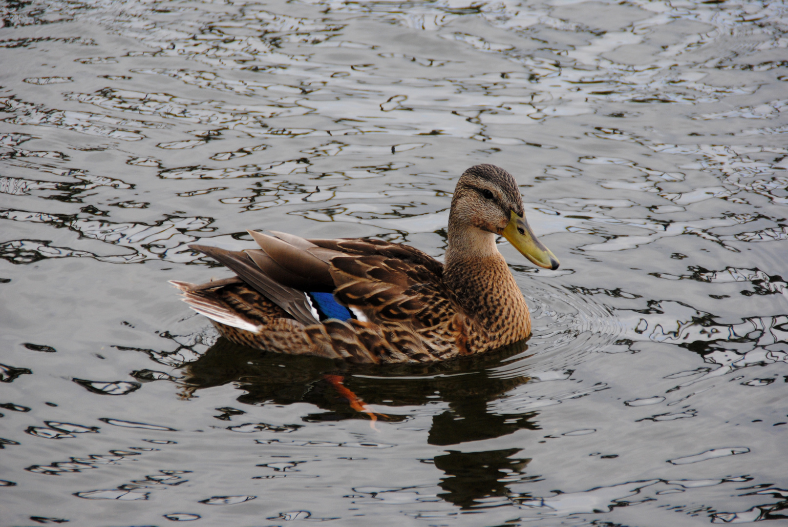 Alle meine Entchen schwimmen auf dem See ...............................