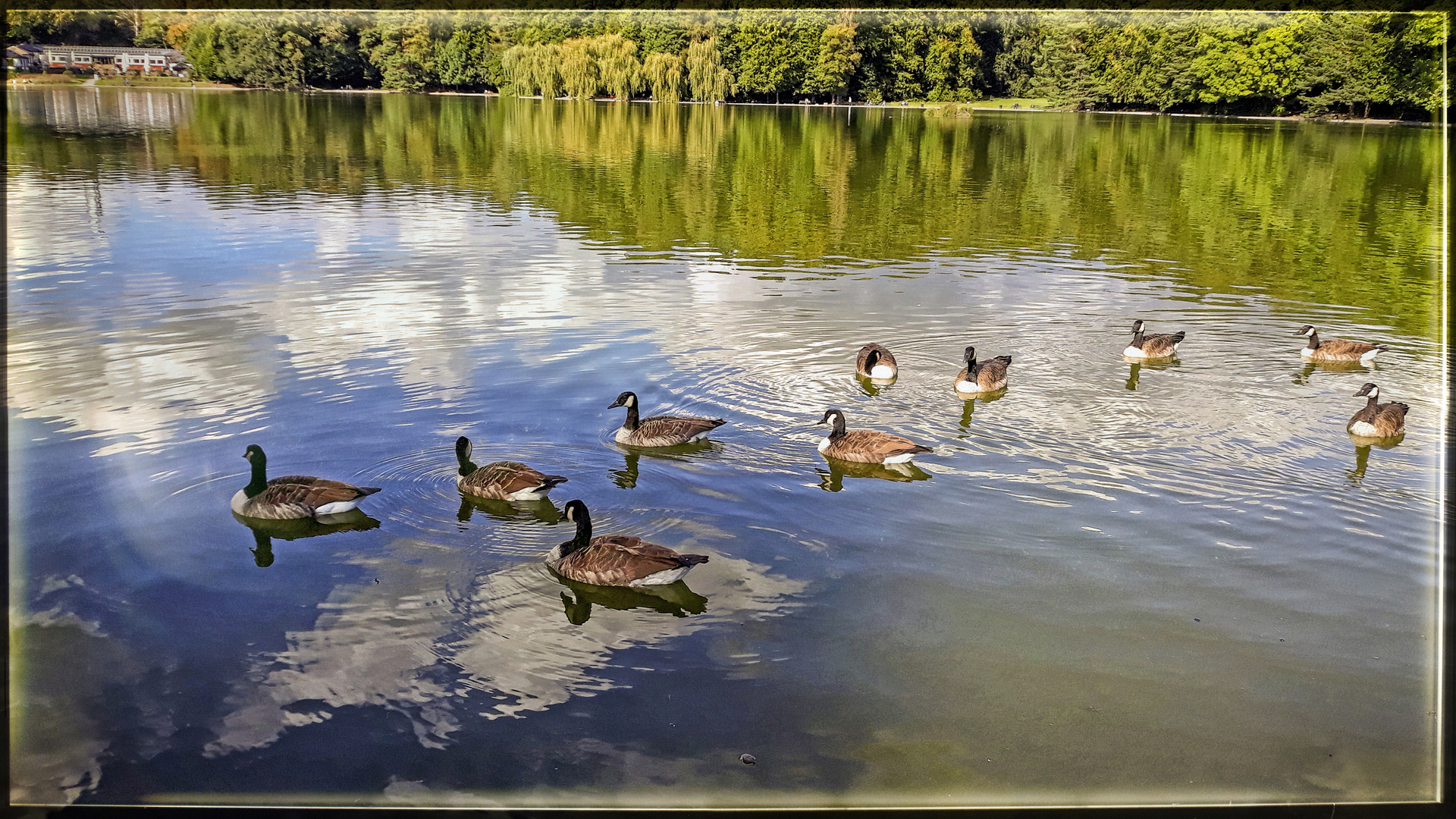 ALLE MEINE ENTCHEN SCHWIMMEN AUF DEM SEE.....