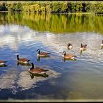 ALLE MEINE ENTCHEN SCHWIMMEN AUF DEM SEE.....