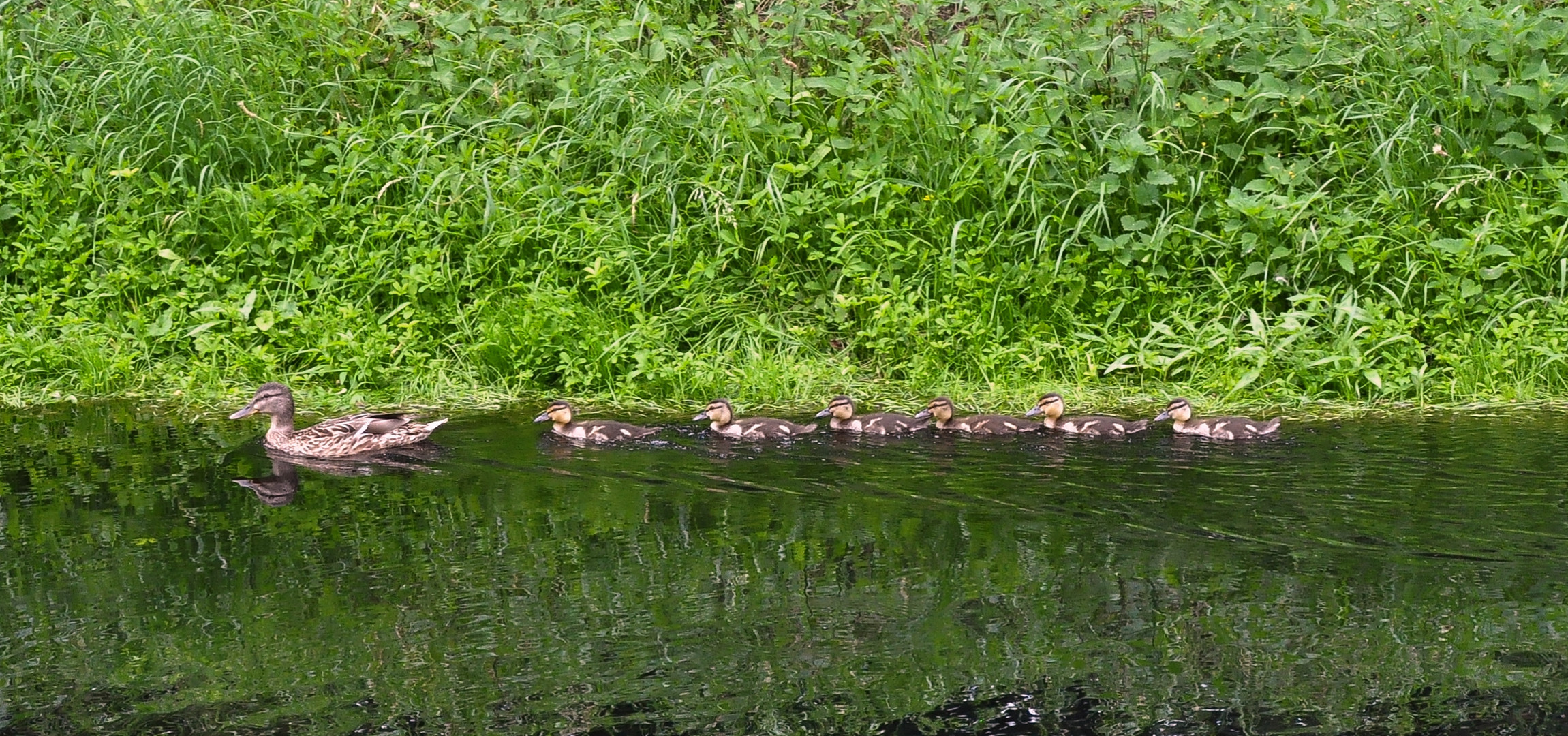 "Alle meine Entchen schwimmen auf dem See"....