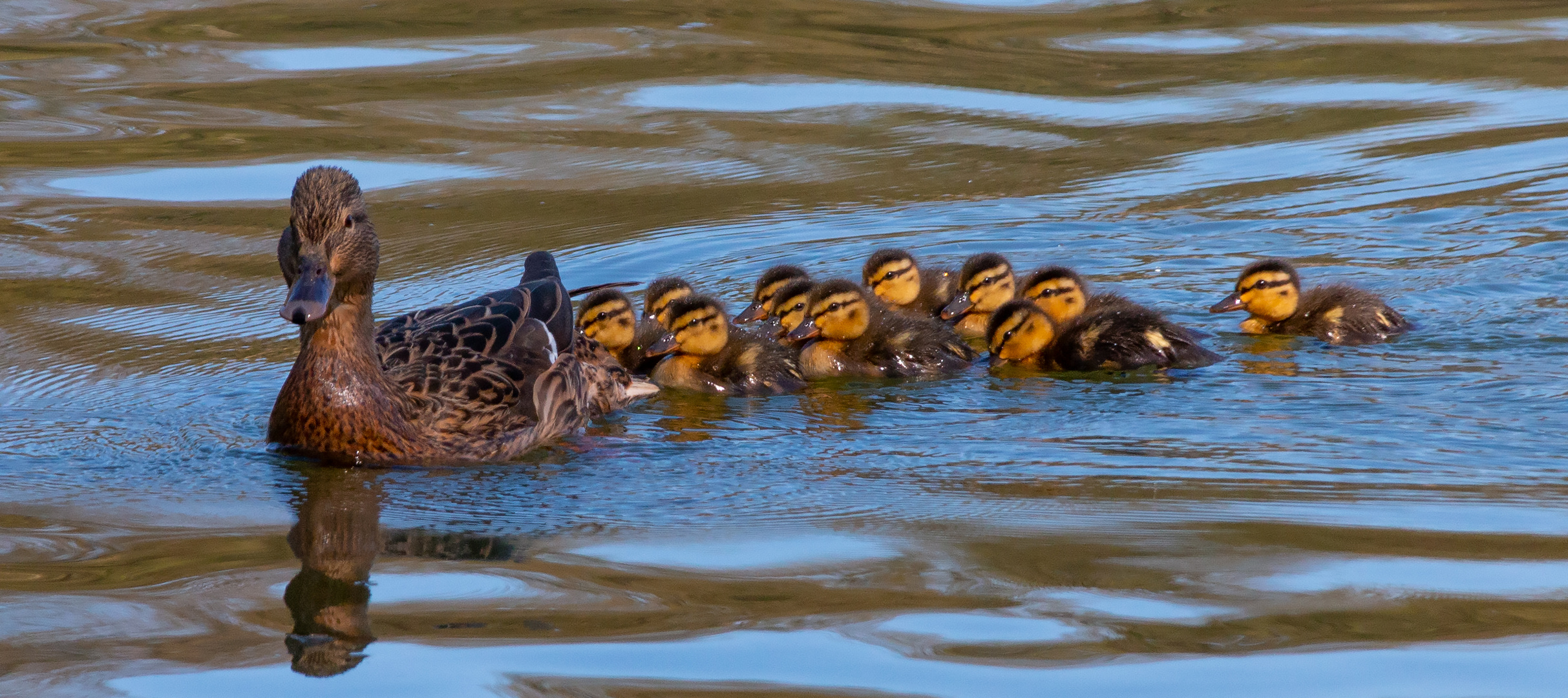 Alle meine Entchen schwimmen auf dem See....