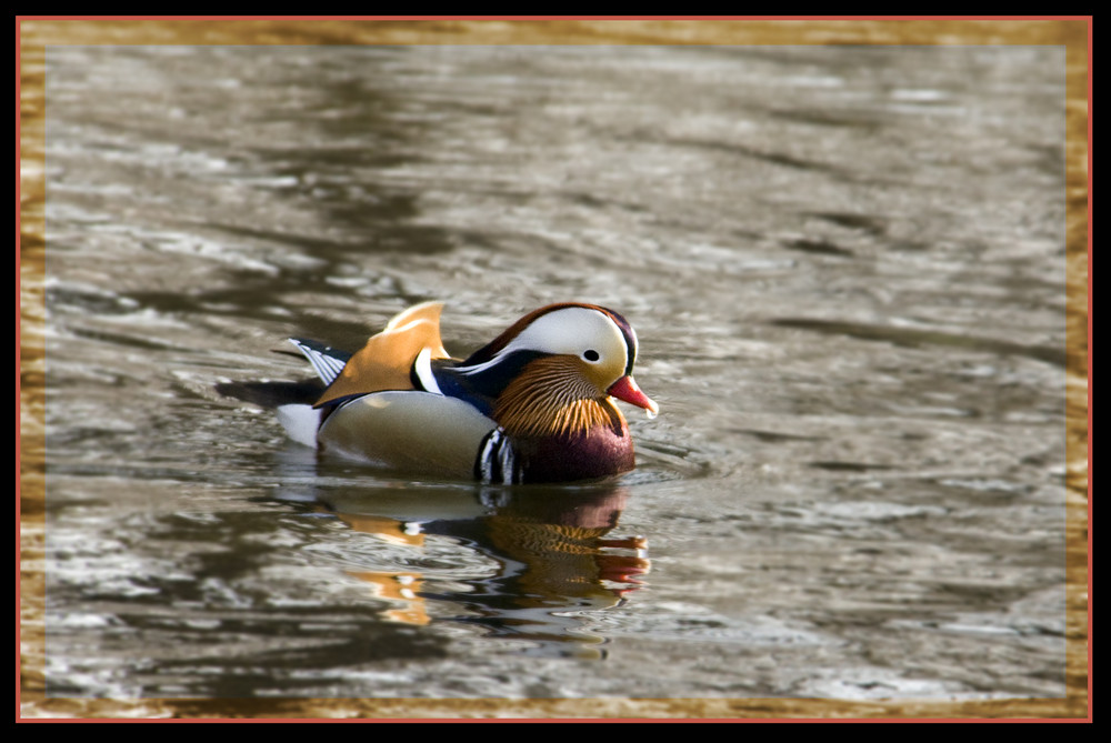 Alle meine Entchen schwimmen auf dem See .....