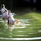 Alle meine Entchen, schwimmen auf dem See