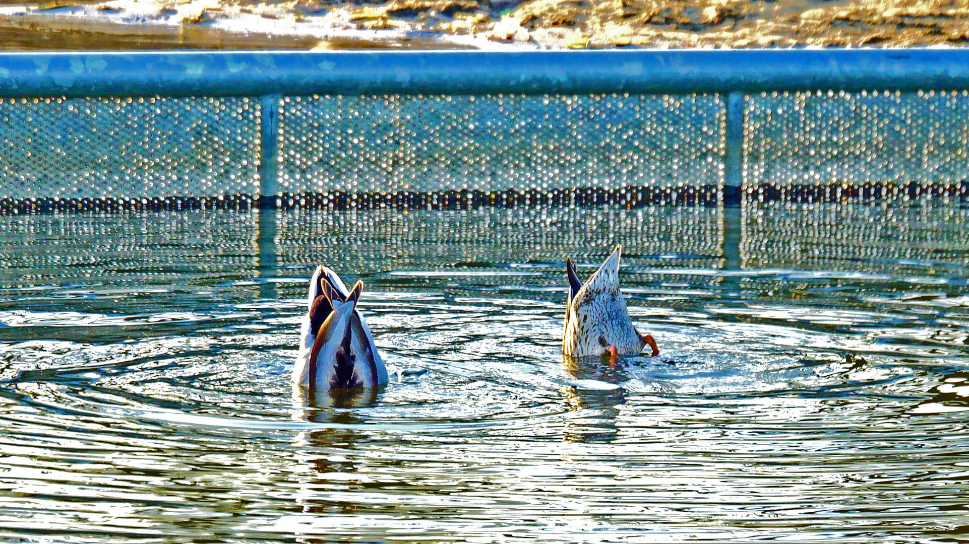 Alle meine Entchen schwimmen auf dem See schwimmen auf dem See...