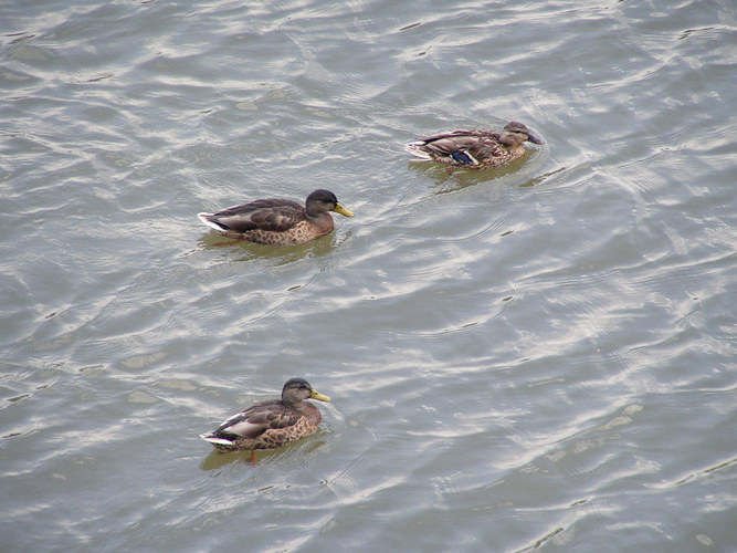 alle meine Entchen.....schwimmen auf dem Rhein