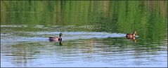 Alle meine Enten....!