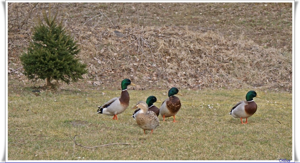 Alle meine Enten