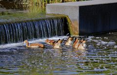 Alle meine Gänschen