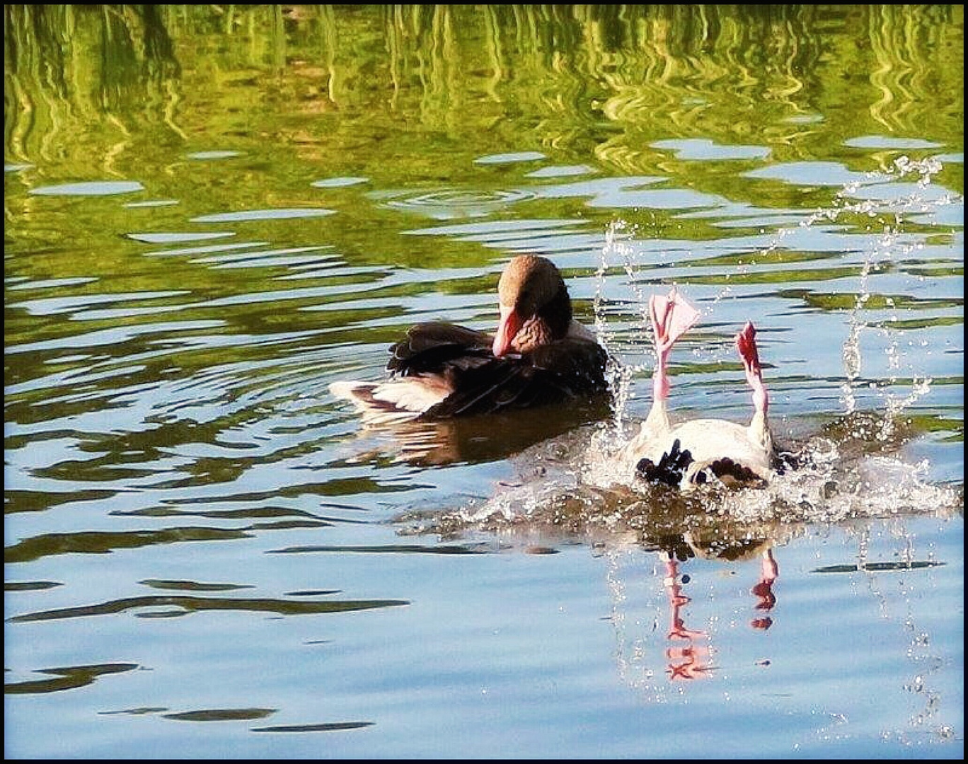 Alle meine Gänschen