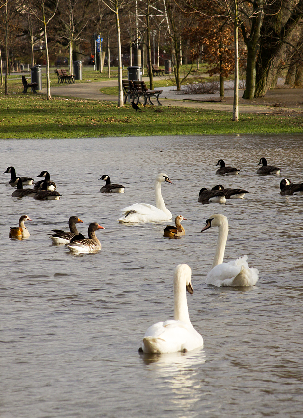 Alle meine Gänschen..