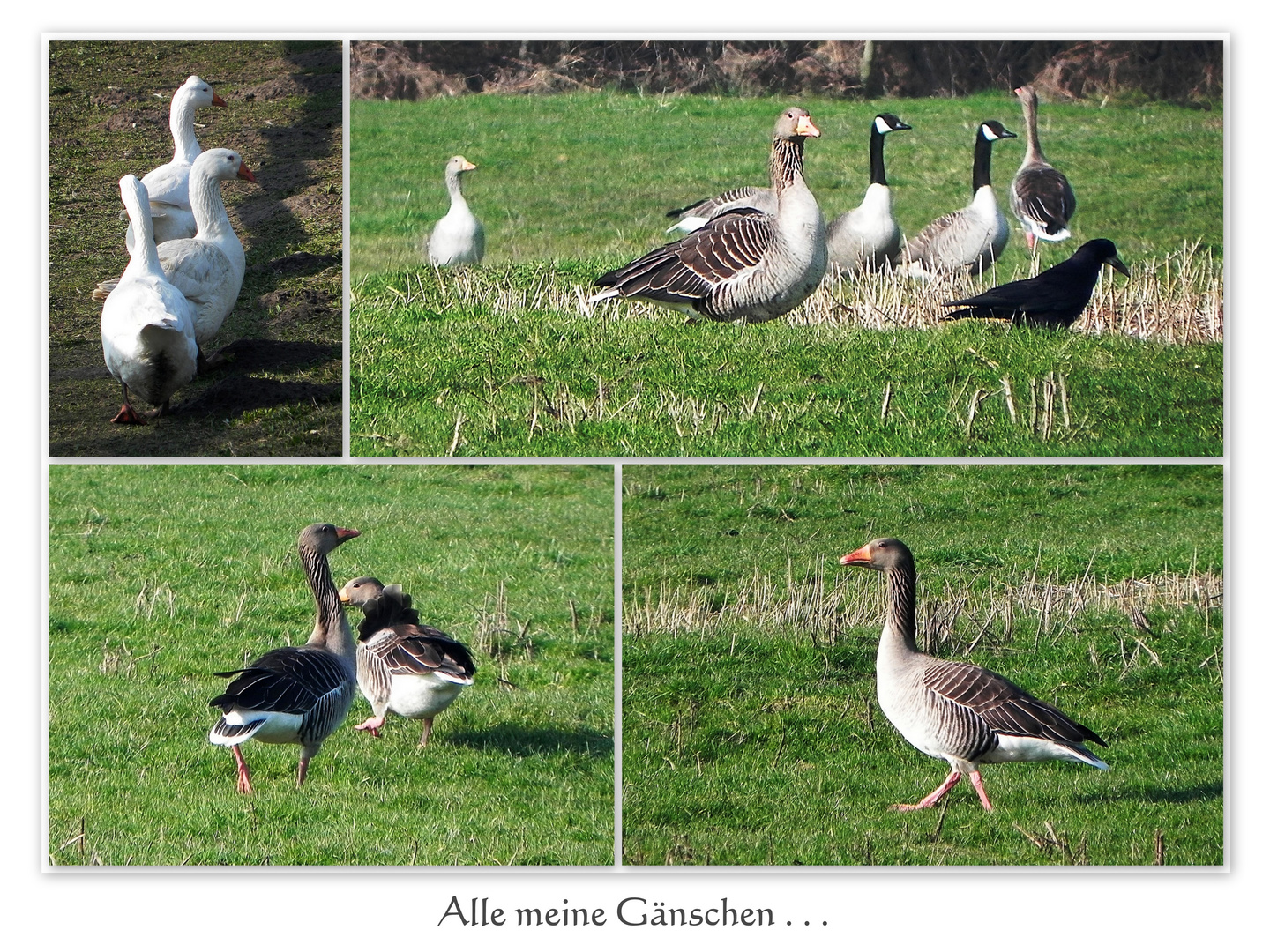 Alle meine Gänschen ...