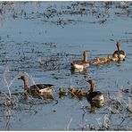 alle meine gänse II