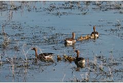 alle meine gänse II