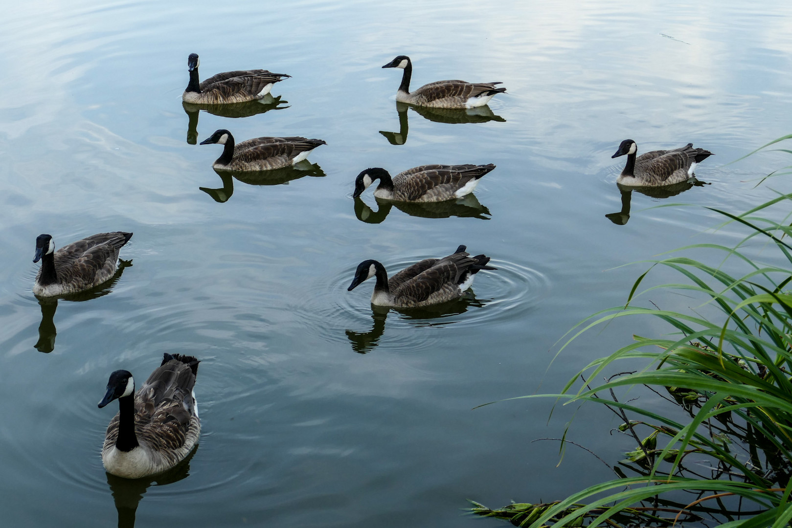 Alle meine „Gänslein“