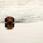 +++Alle meine Hundchen, schwimmen auf dem See...schwimmen auf dem See...+++