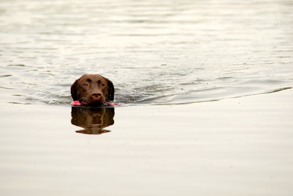 +++Alle meine Hundchen, schwimmen auf dem See...schwimmen auf dem See...+++