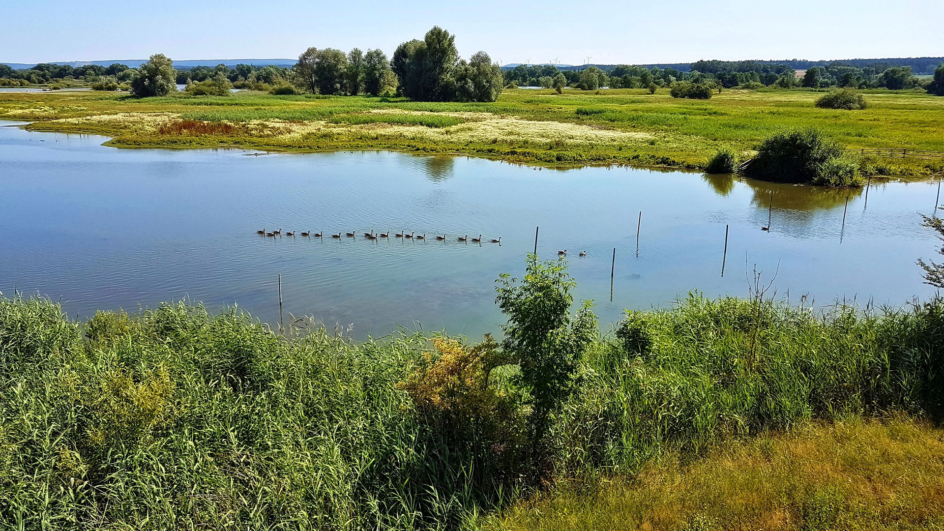 "ALLE MEINE (KANADA) GÄNSE ........"