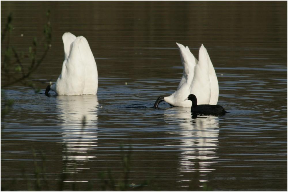 Alle meine ? schwimmen in dem See ...