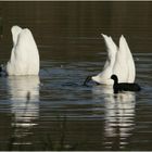 Alle meine ? schwimmen in dem See ...