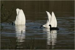 Alle meine ? schwimmen in dem See ...