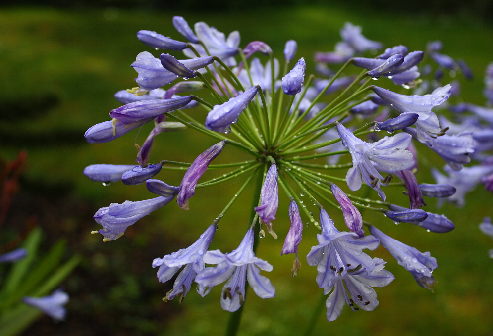 Alle mögen Regen: Agapanthus africanus