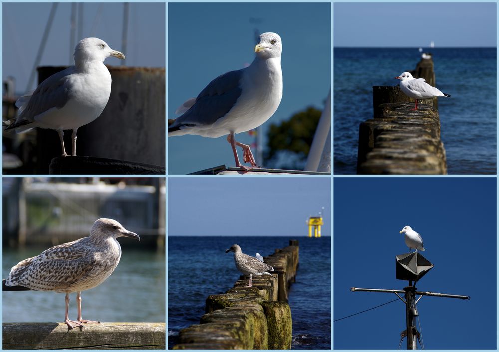 Alle Möwen heißen Emma)) Foto & Bild tiere, wildlife, wild lebende vögel Bilder auf Alle Möwen heißen Emma)) Foto & Bild tiere, wildlife, wild lebende vögel Bilder auf