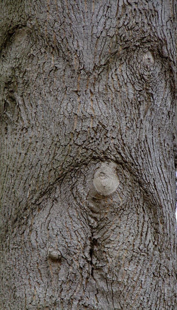 alle Naturfotografen werden beobachtet