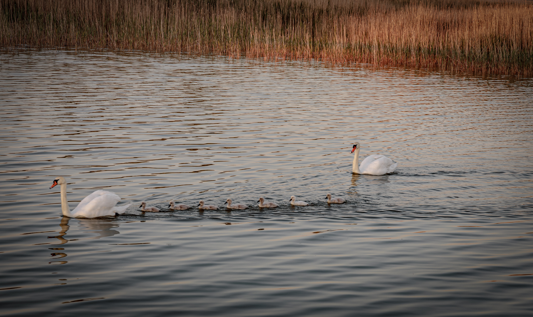 Alle Neune ... in der Abendsonne